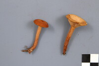 Lactarius tabidus image